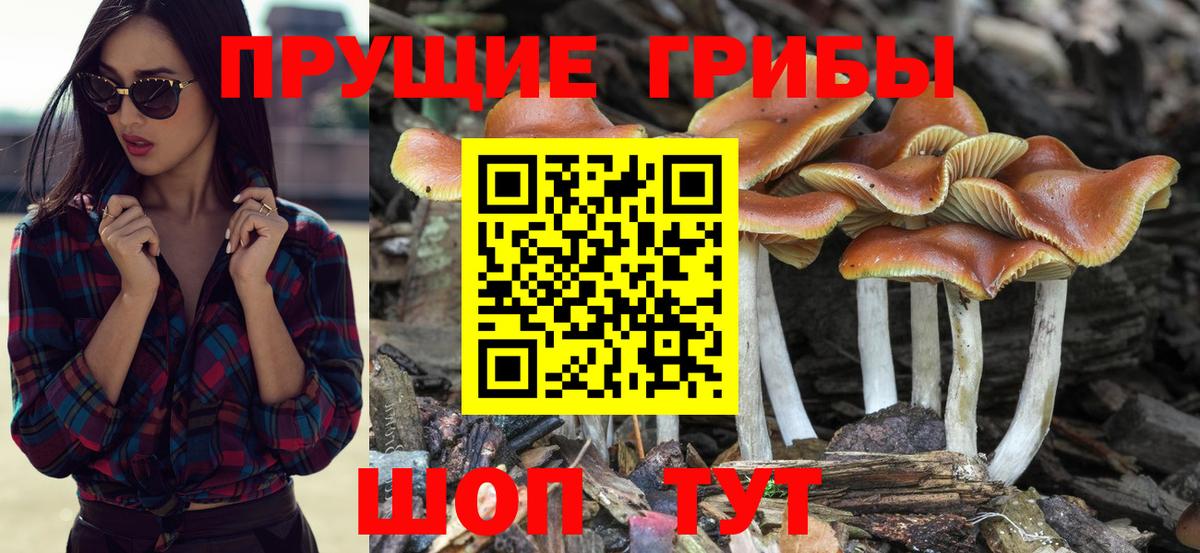 Псилоцибиновые грибы Psilocybe  Псилоцибиновые грибы Psilocybe  Сегежа  Вход с VPN 